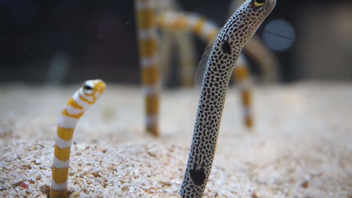 短小ペニスの基準とは？サイズアップする2つの方法