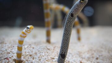 短小ペニスの基準とは？サイズアップする2つの方法