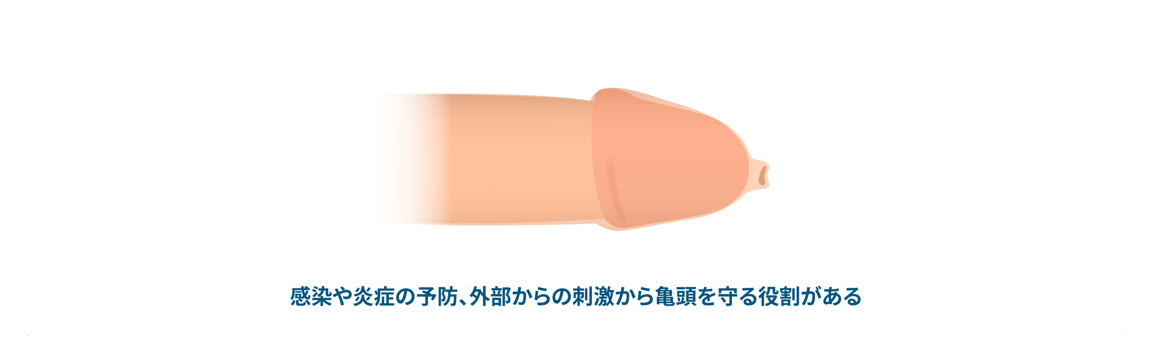 子供が包茎である理由